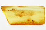 Detailed Fossil Leafhopper and True Midge Swarm In Baltic Amber #352804-1